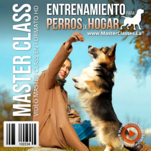 entrenamiento para perros de hogar